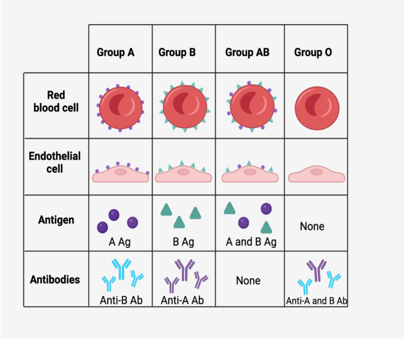 ABO system